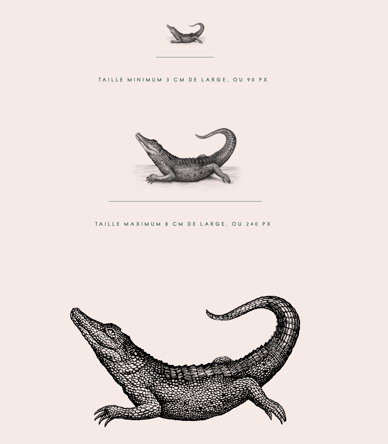 Louie crocodile mascot — size specimens
